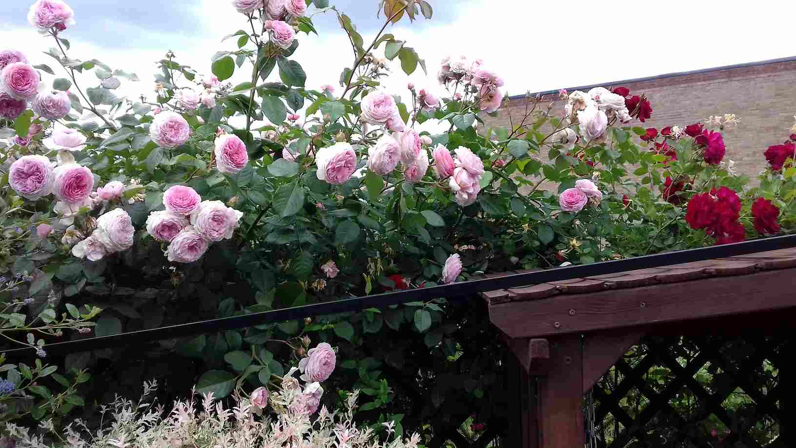 ImagesGarden/2018-06 Roses on lattice fence.jpg